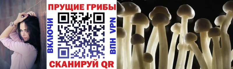 Псилоцибиновые грибы мицелий  Ревда 